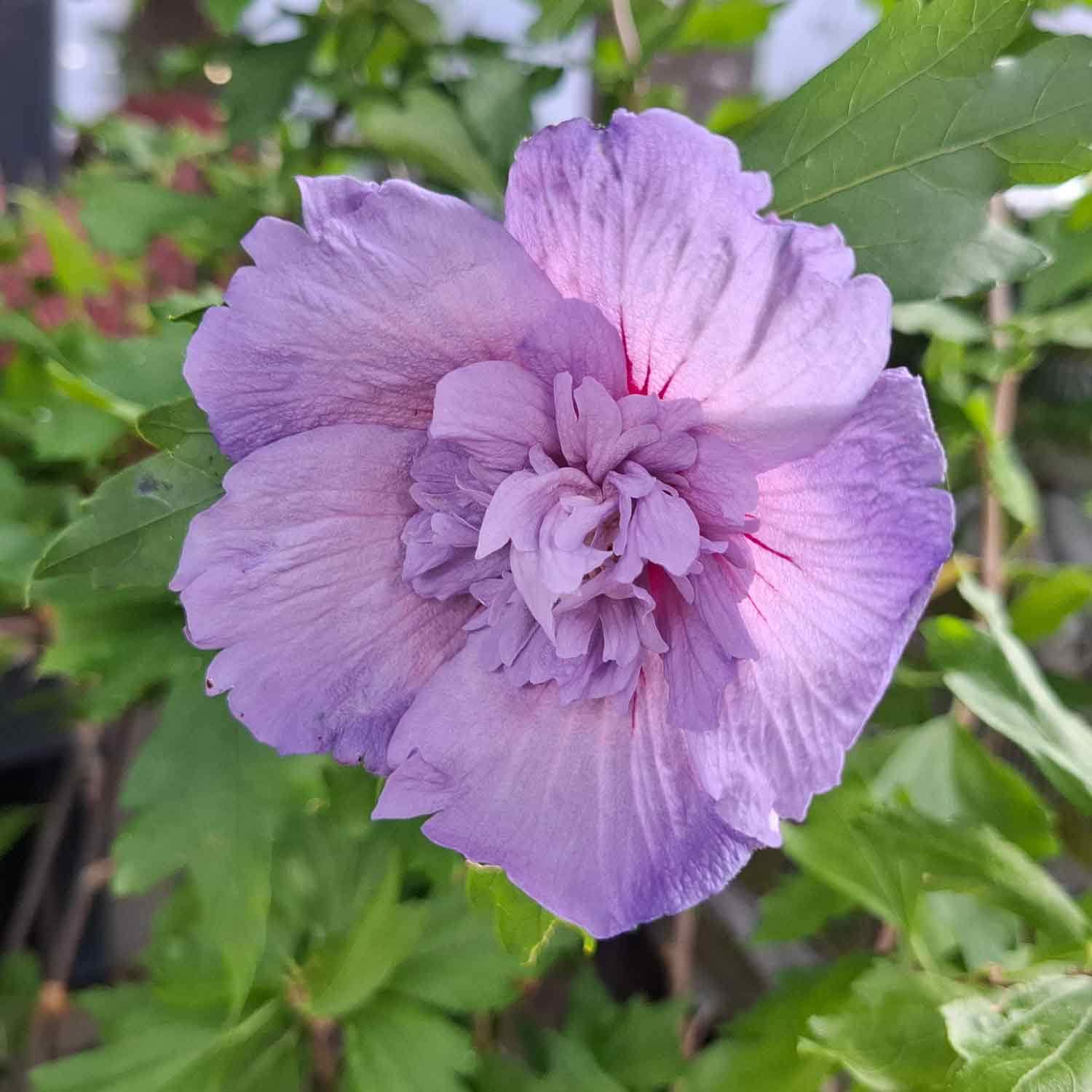 Hibiscus syriacus 'Blue Chiffon' C5