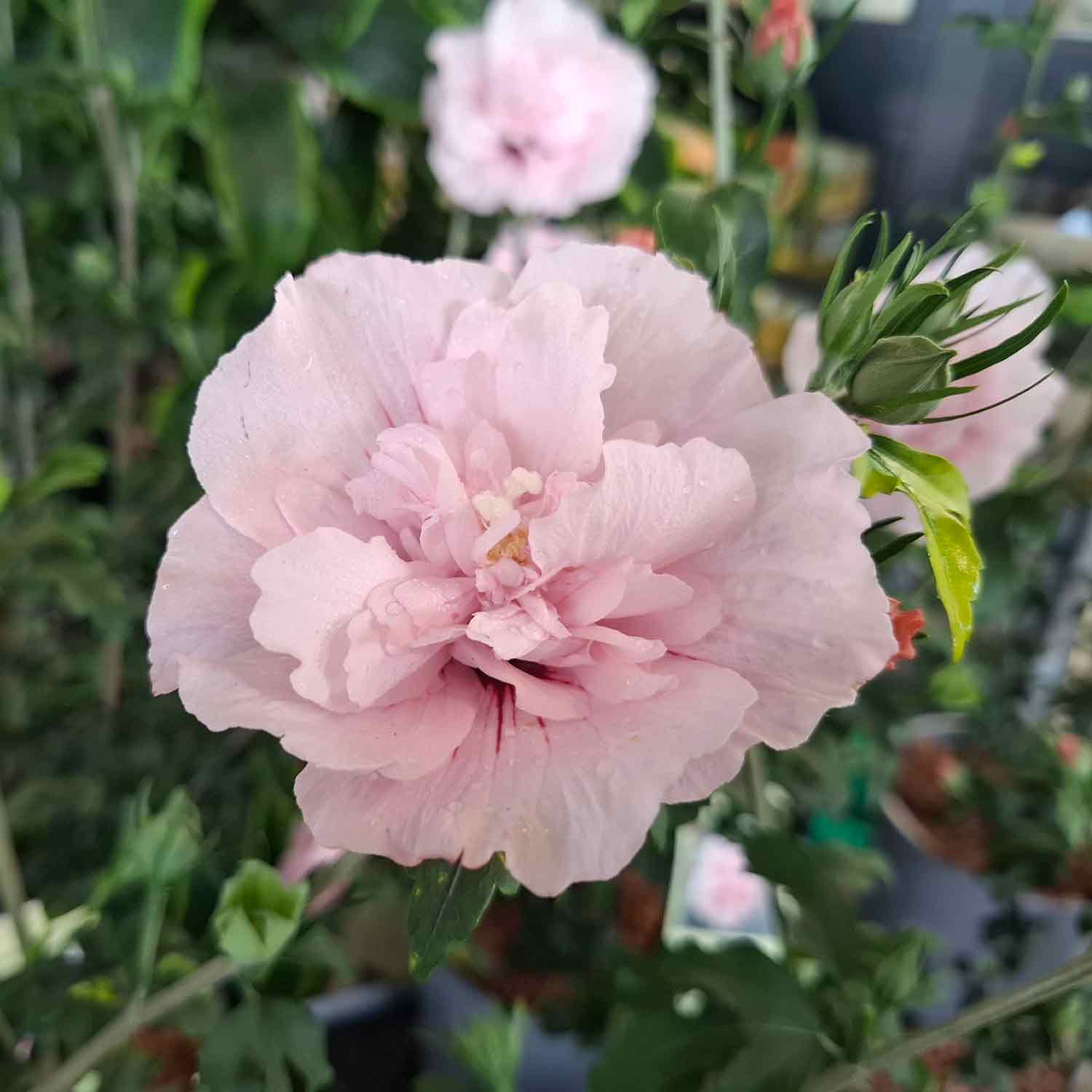 Hibiscus 'Pink Chiffon' C5