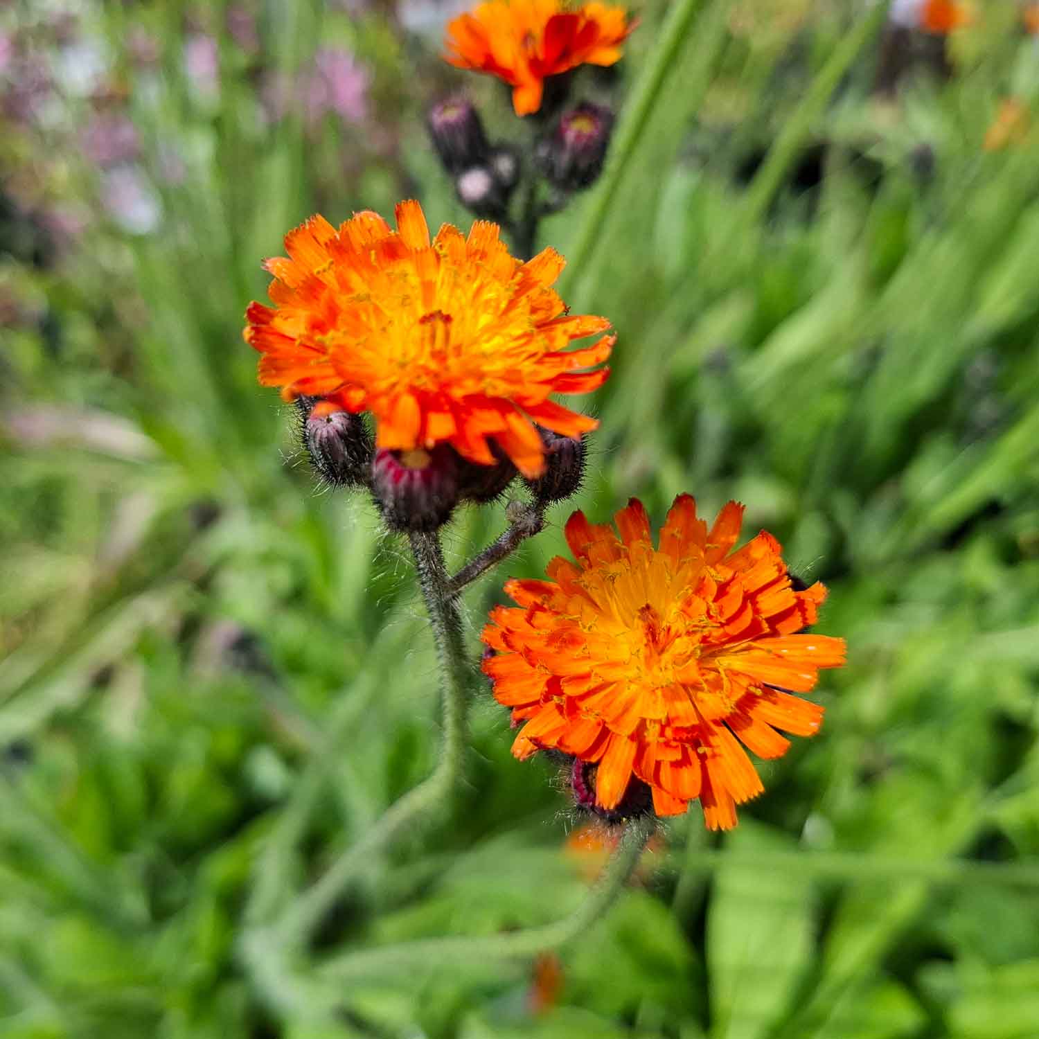 Hieracium Aurantiacum 13 cm Pot
