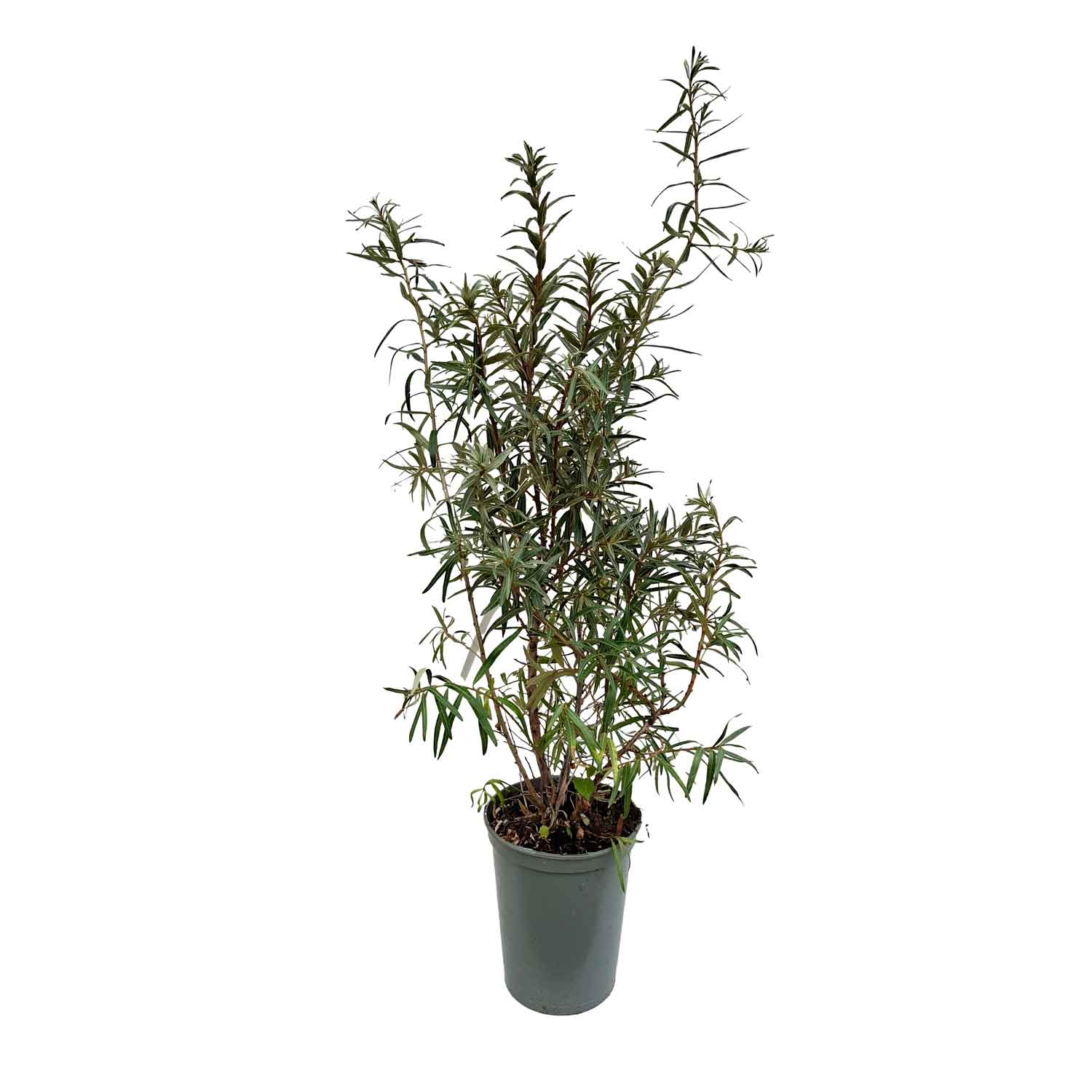 Havtorn storfrugtet DUO 4L