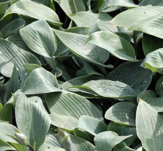 Hosta 'Halcyon' P9