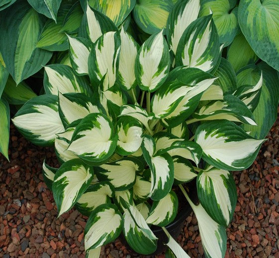 Hosta 'Fire and Ice' P9