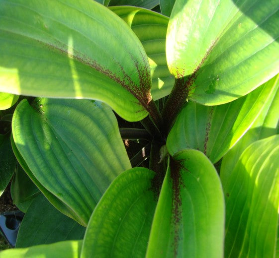 Hosta 'Purple Heart' P9