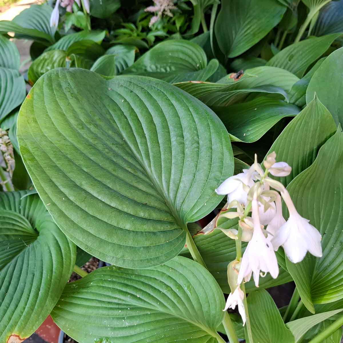 Hosta 'T-Rex' 3L