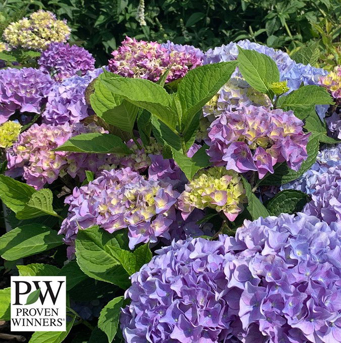 Hydrangea Mac. Sweet Marshmallow Pw 5 L Pot