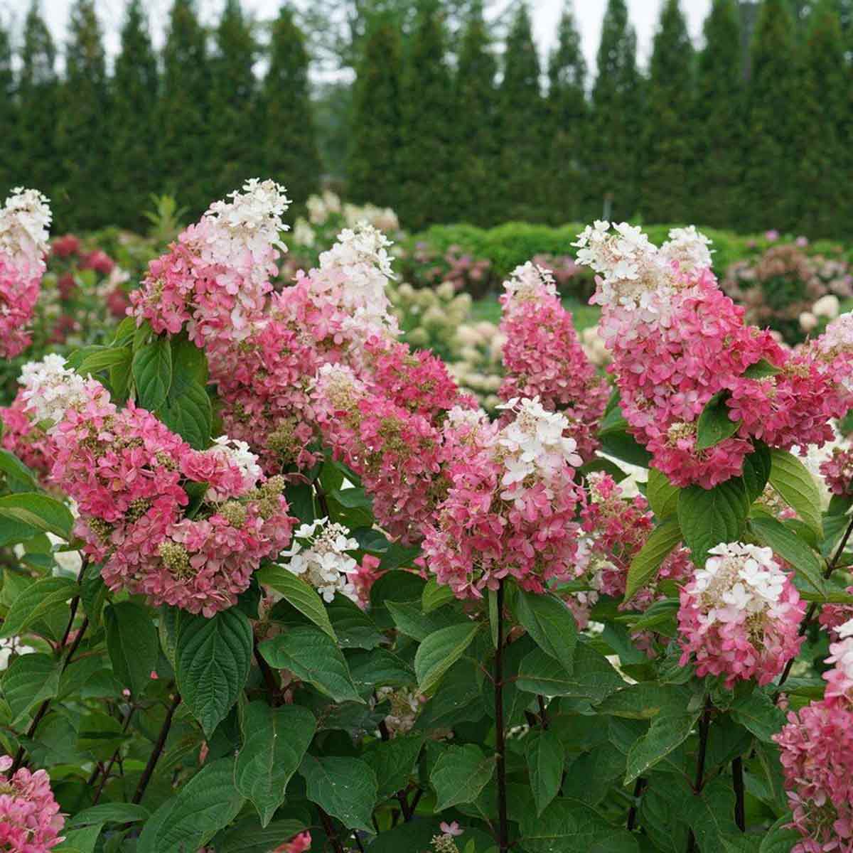 Hydrangea pan. 'Pinky Winky' C4,6