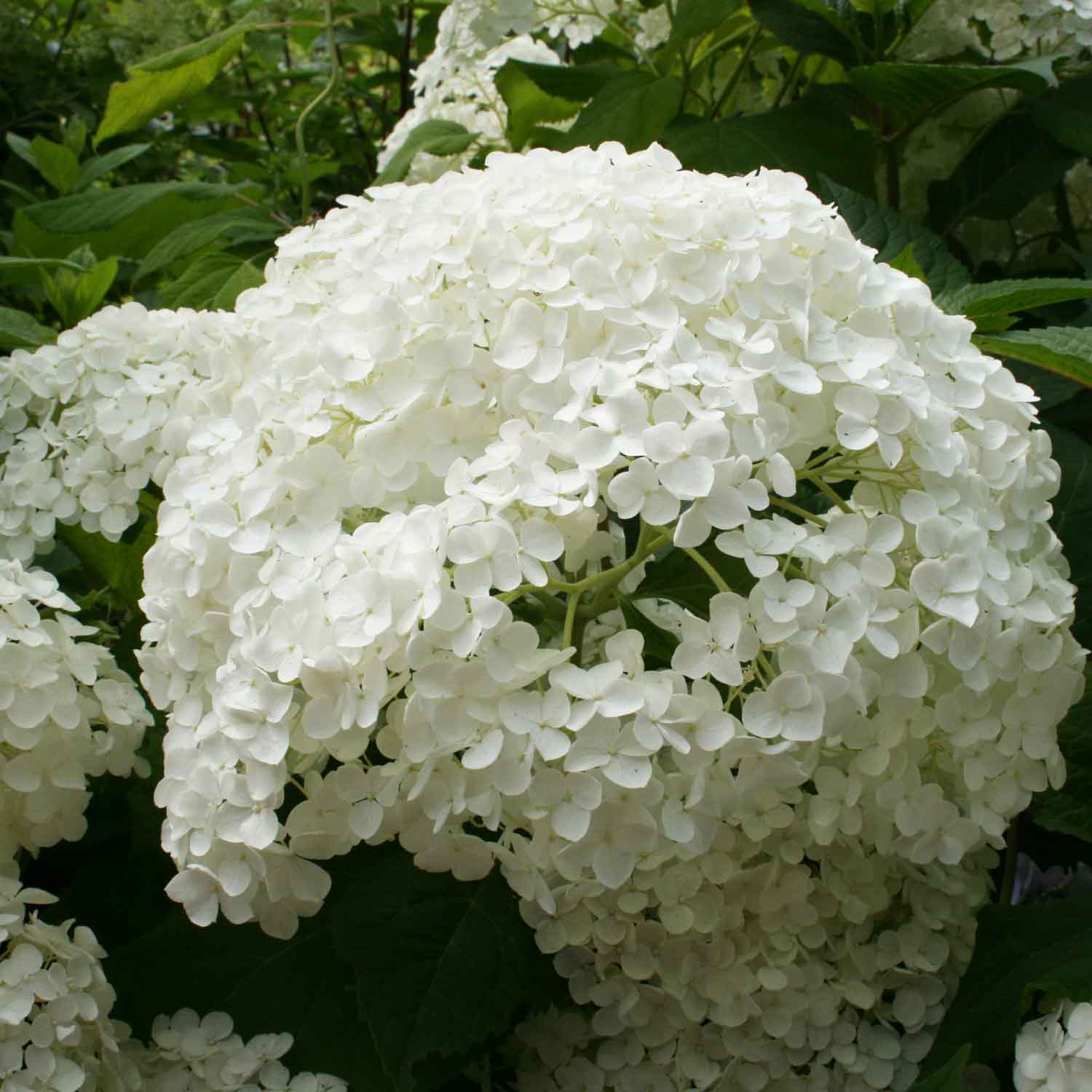 Hydrangea arbor. 'Annabelle' C5 40-60 CM