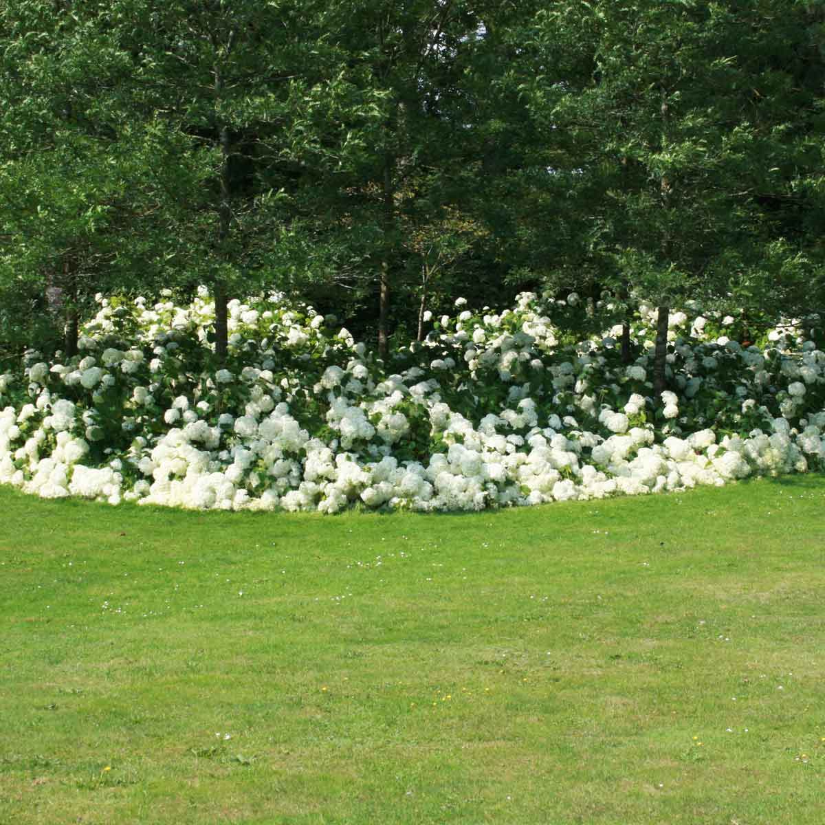 Hydrangea arbor. 'Annabelle' C5 40-60 CM