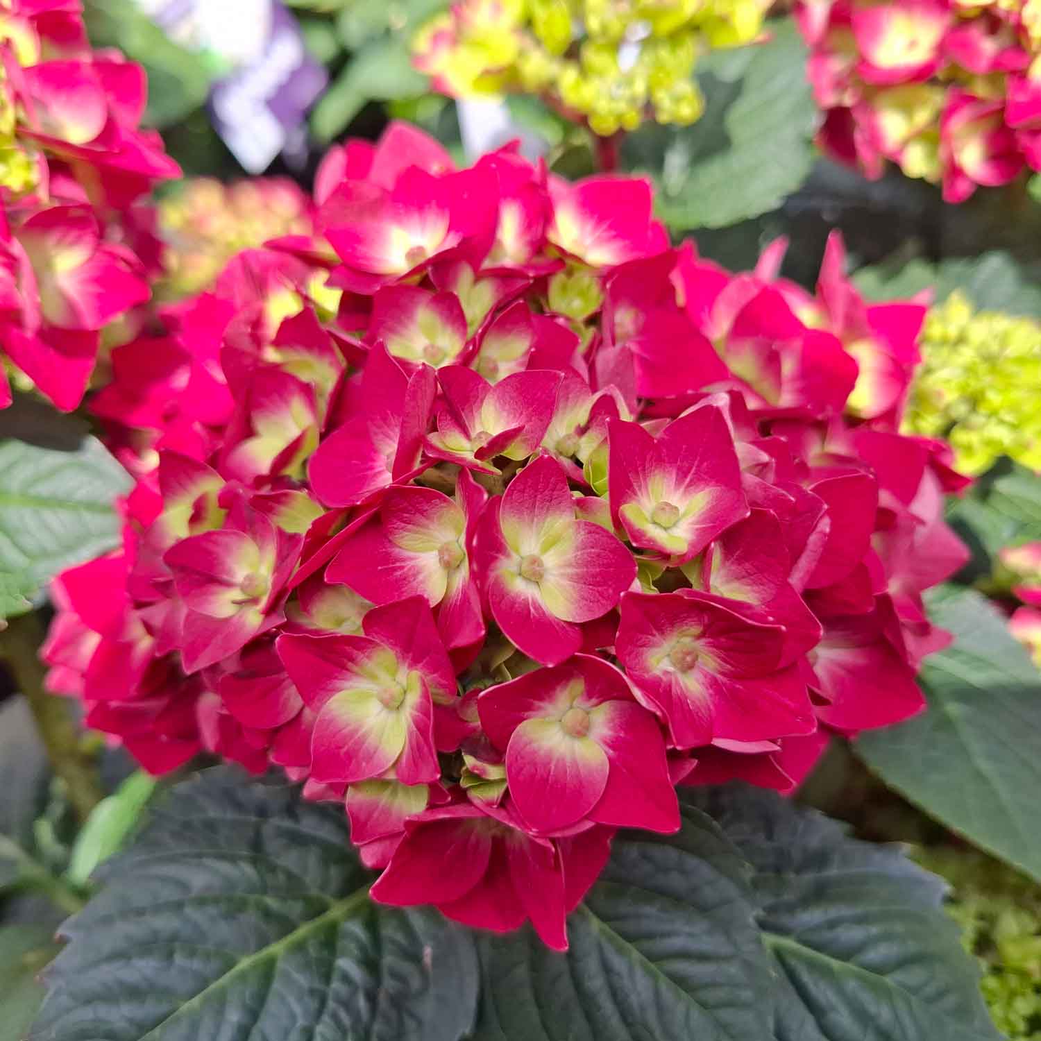 Hydrangea Summer Love 23cm