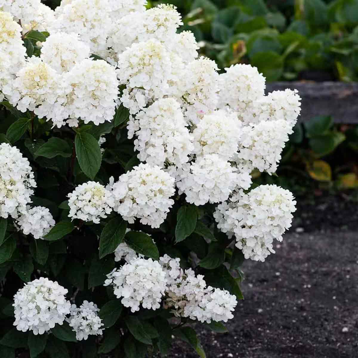 Hydrangea pan. 'Living Little Blossom' C5