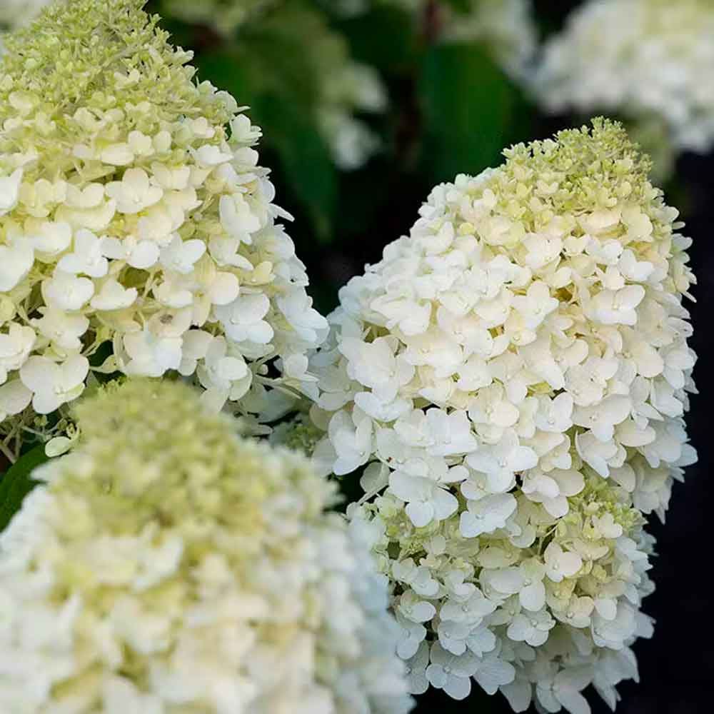 Hydrangea pan. Living Sugar Rush C4,6