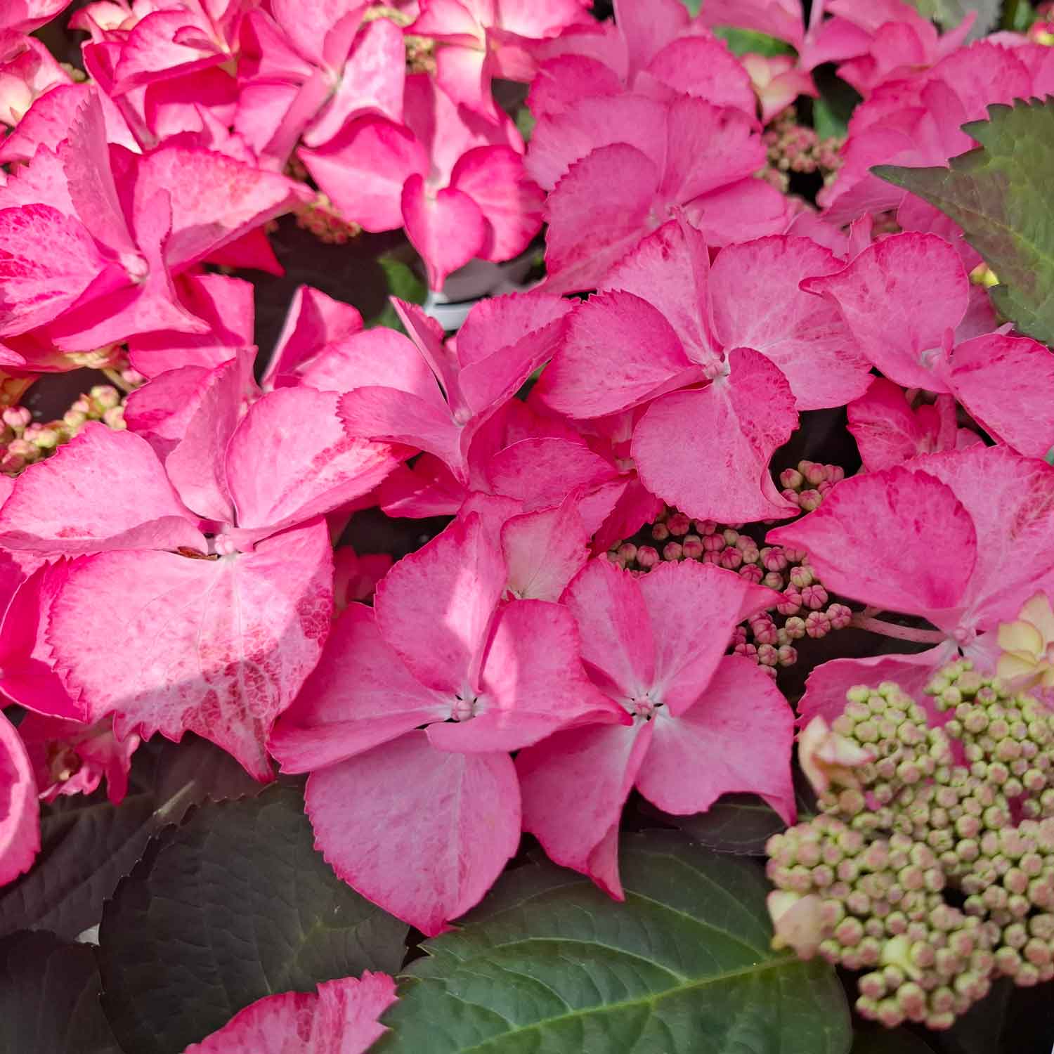 Hydrangea macr. 'Forever&Ever' ® Pink' C5 30-40 CM
