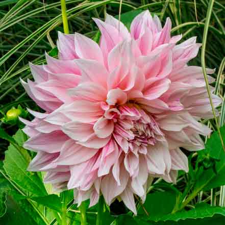 Dahlia Café Au Lait Storblommigt