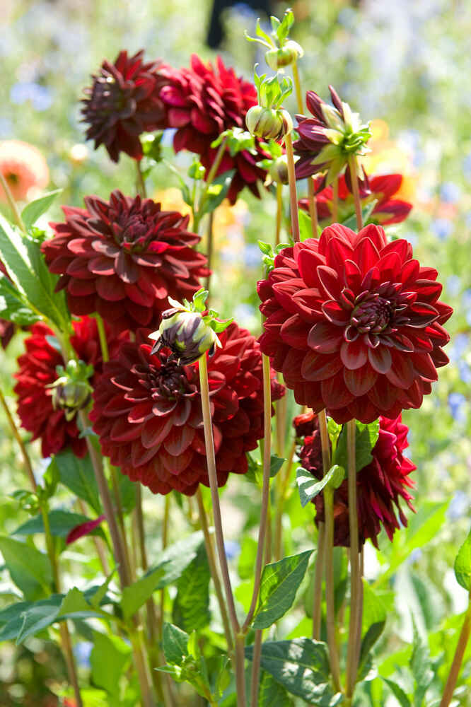 Dahlia Arabian Night - Dekorativt - NYHET