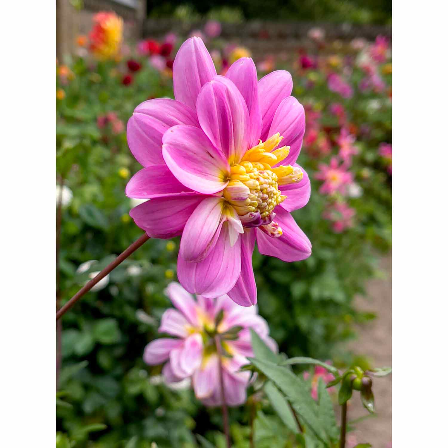 Dahlia Take Off - Anemone flowered