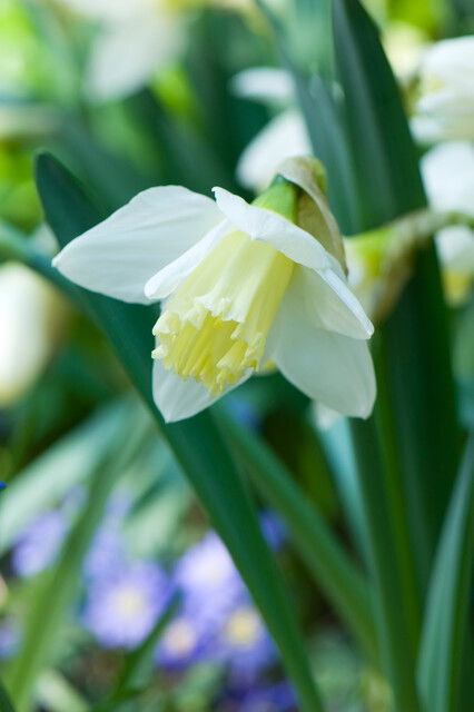 Narcisses Ice Follies 12/14, 15stk