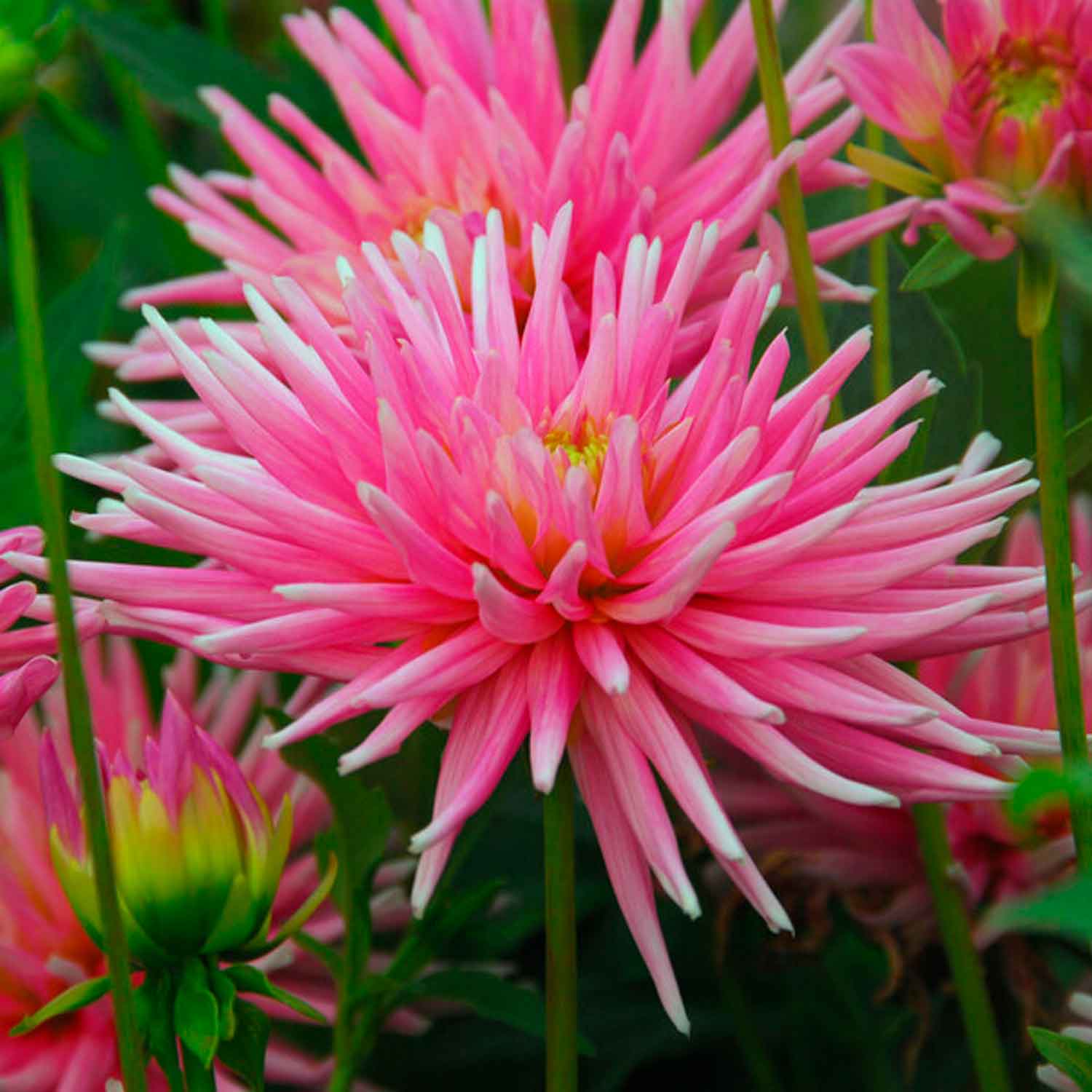 Dahlia Park Princess Cactus