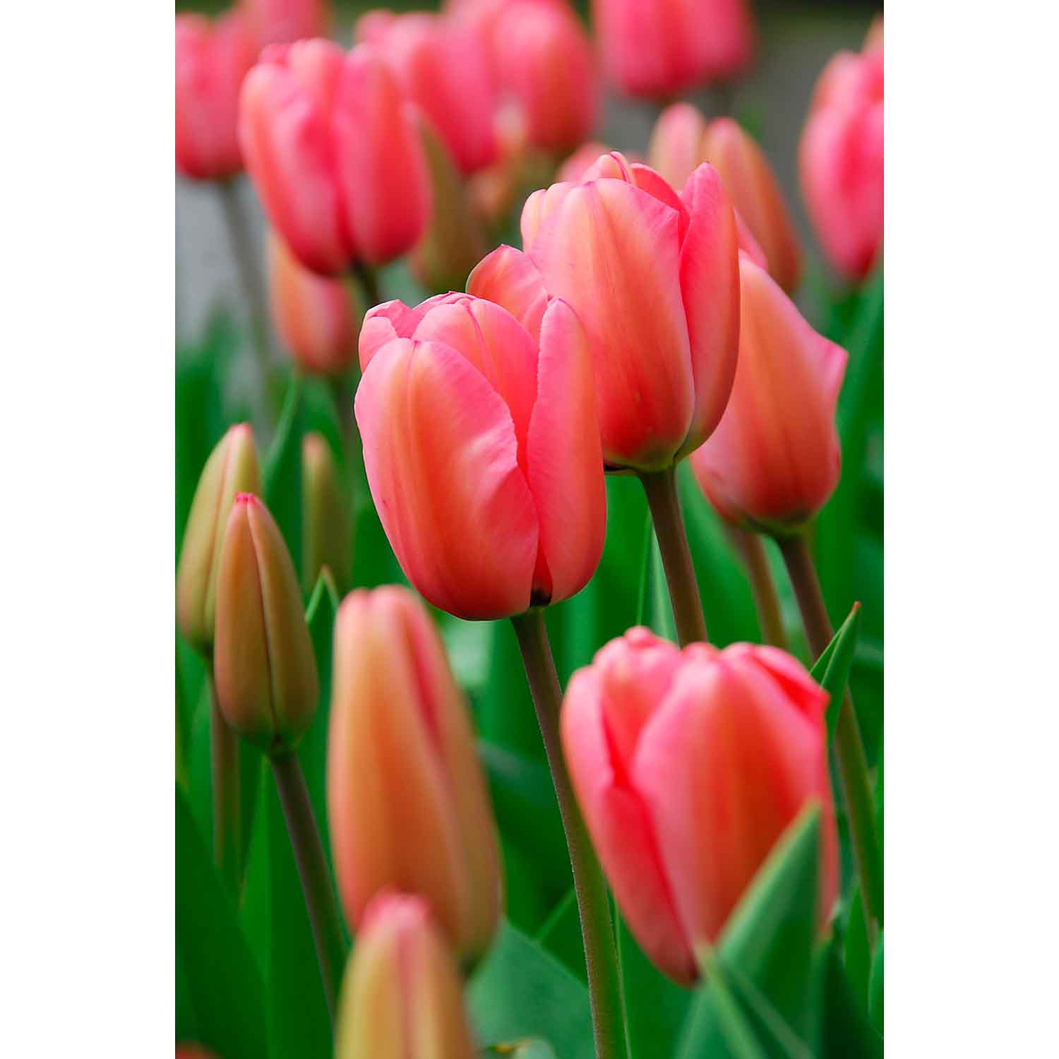 Tulip bulbs - Tulipa Pink Impression (12/+) maxi bag