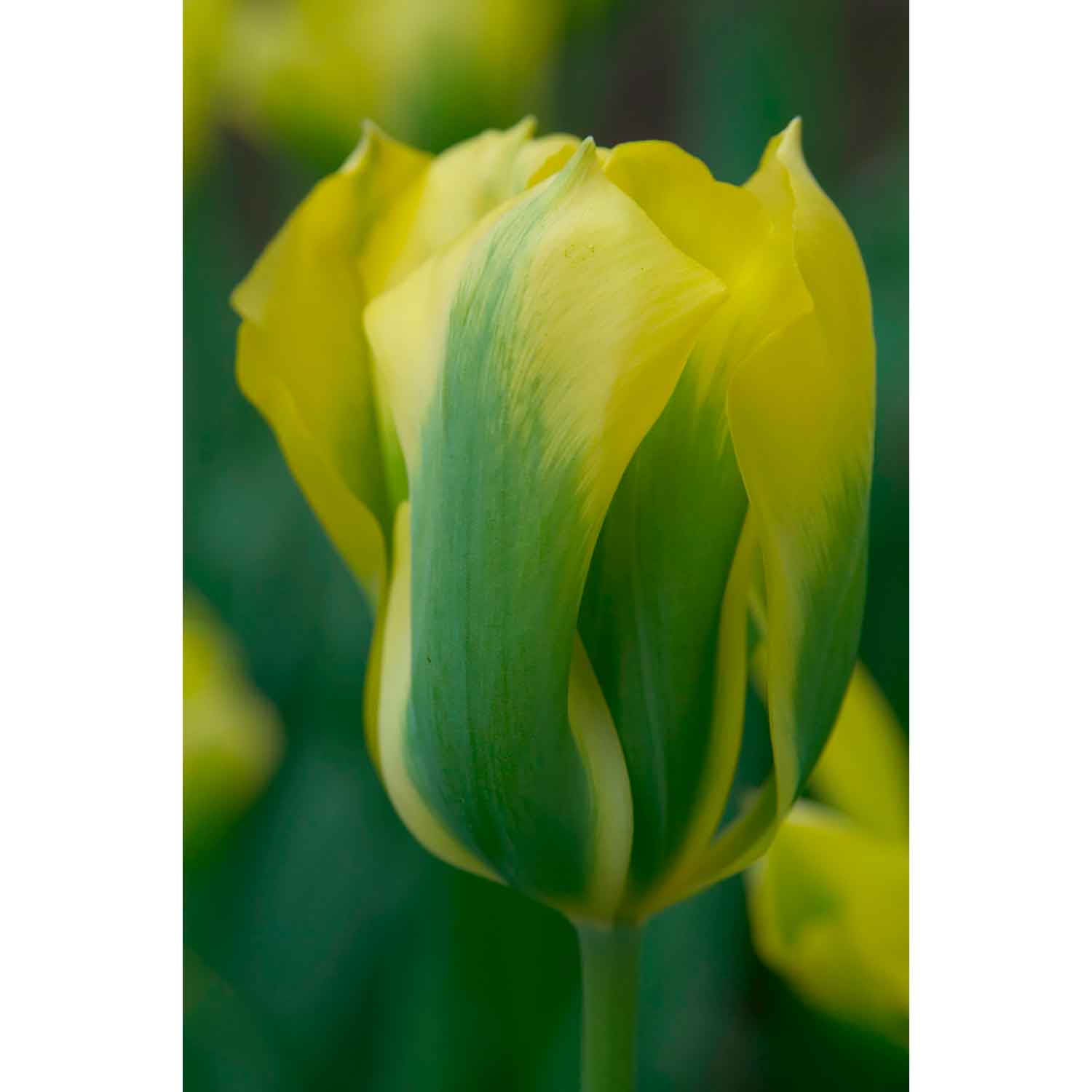 Tulpanlökar - Tulipa Viridiflora Formosa (12/+)