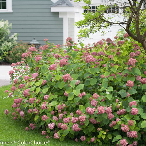 Hydrangea work. 'Invincibelle' ® 40-50 C.5