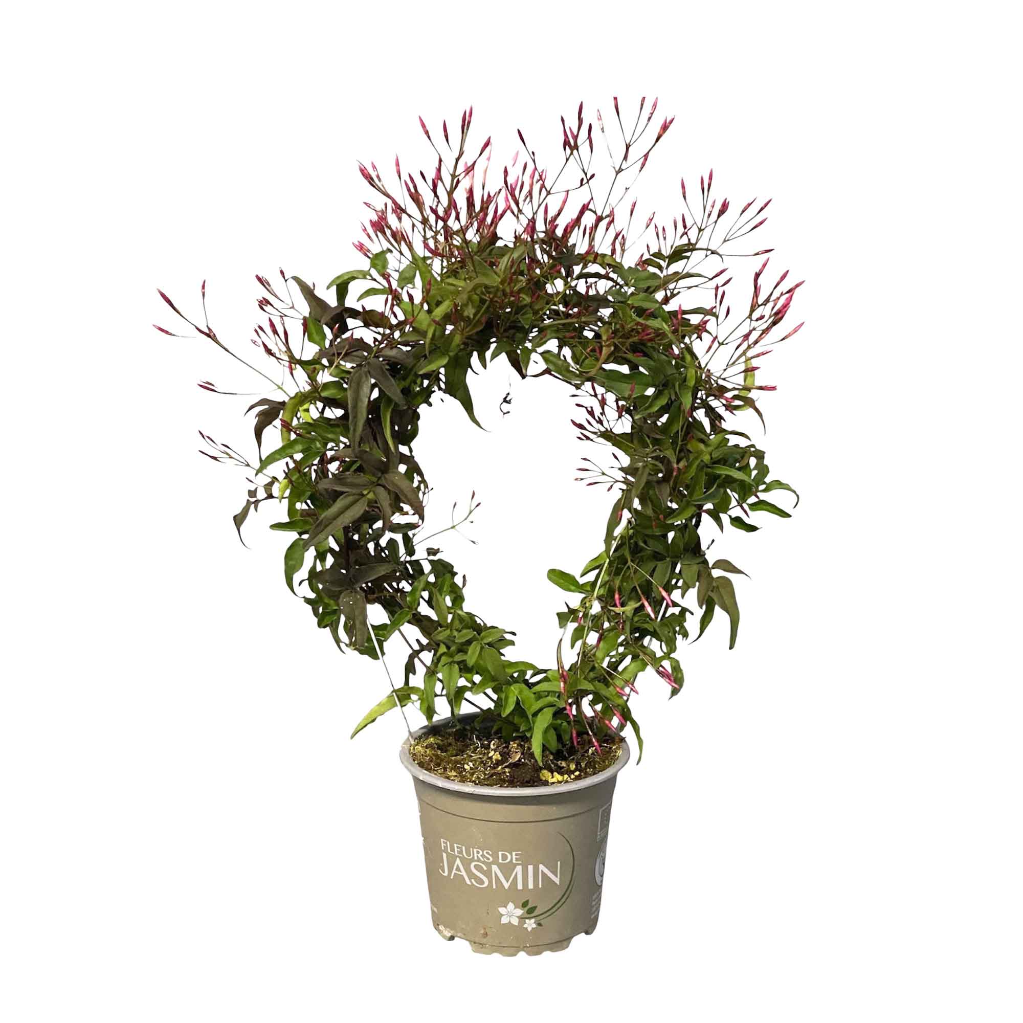 Jasminum polyanthum (rose) 12cm