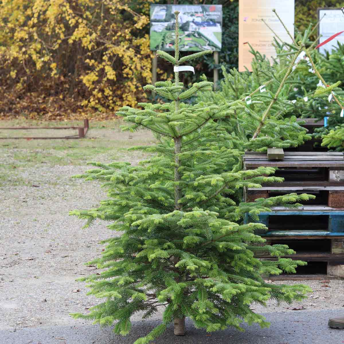 Christmas tree for the garden