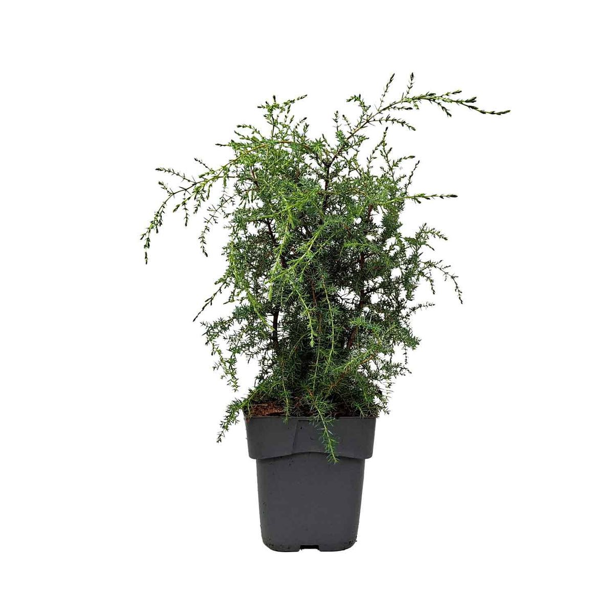 Juniperus communis 'Suecica' C3 30-40cm