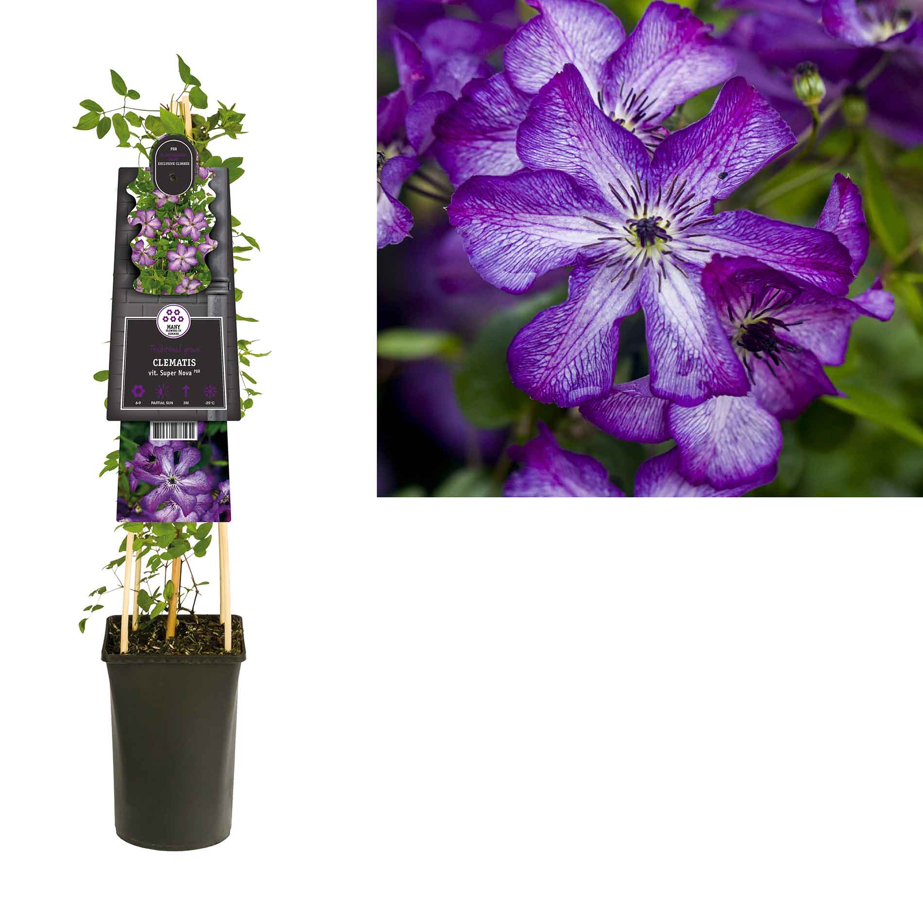 Clematis Super Nova 17cm