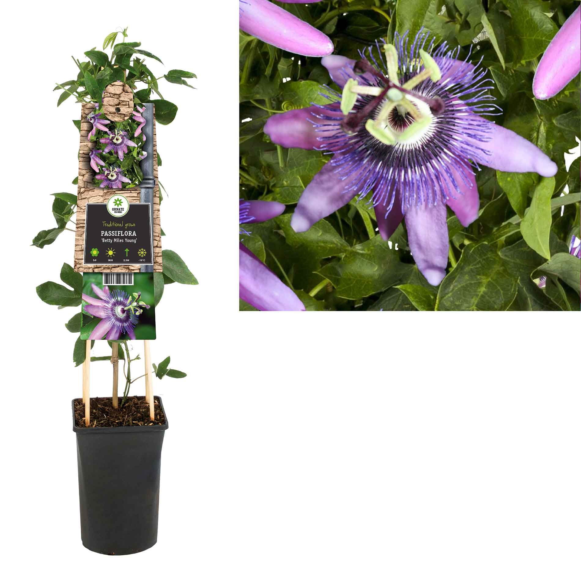 Passiflora Betty Miles Young 17cm