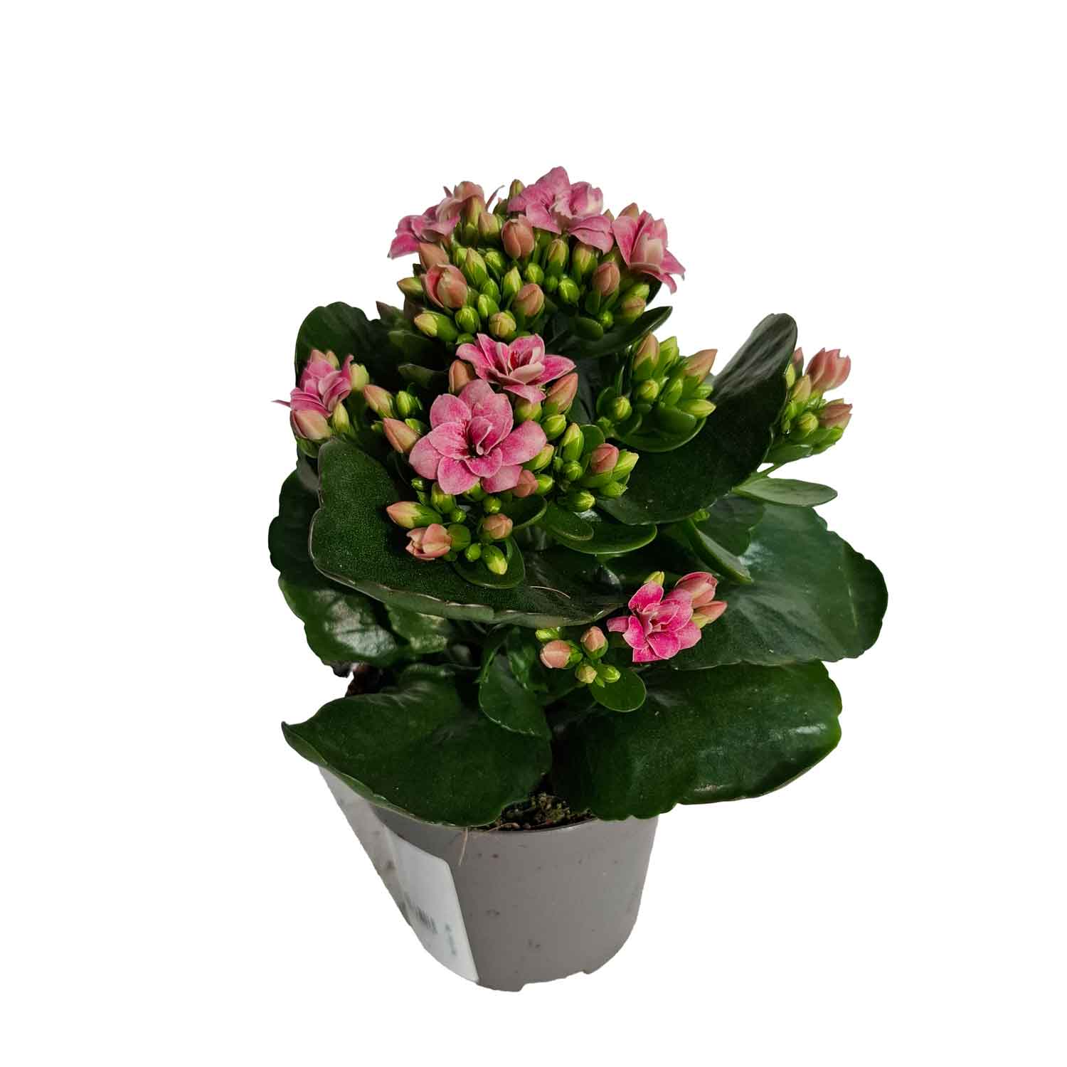 Kalanchoe double blossfeldiana Tiger Majestic Crea 9cm