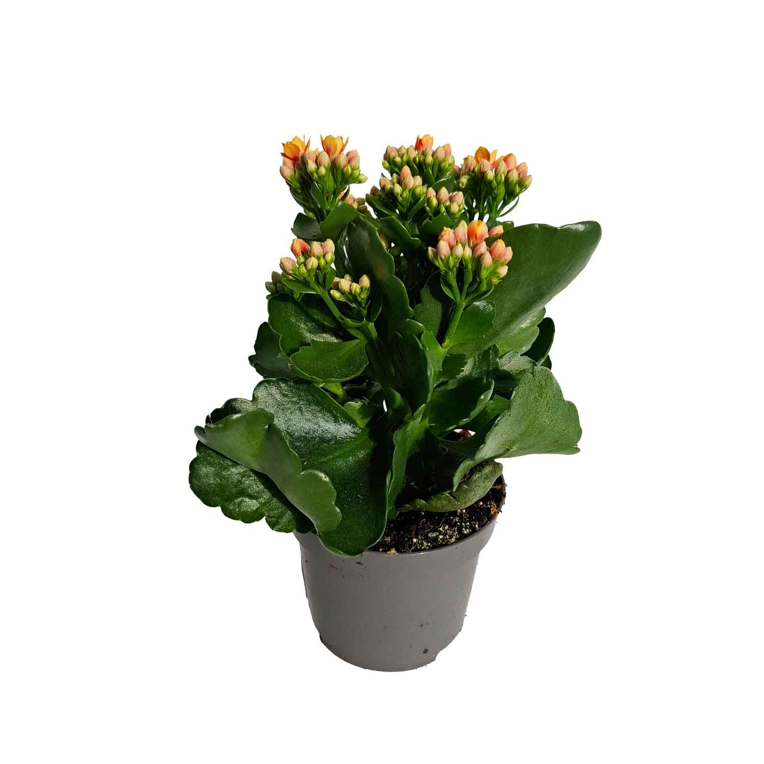 Kalanchoe double Signal Yellow-Red 9cm