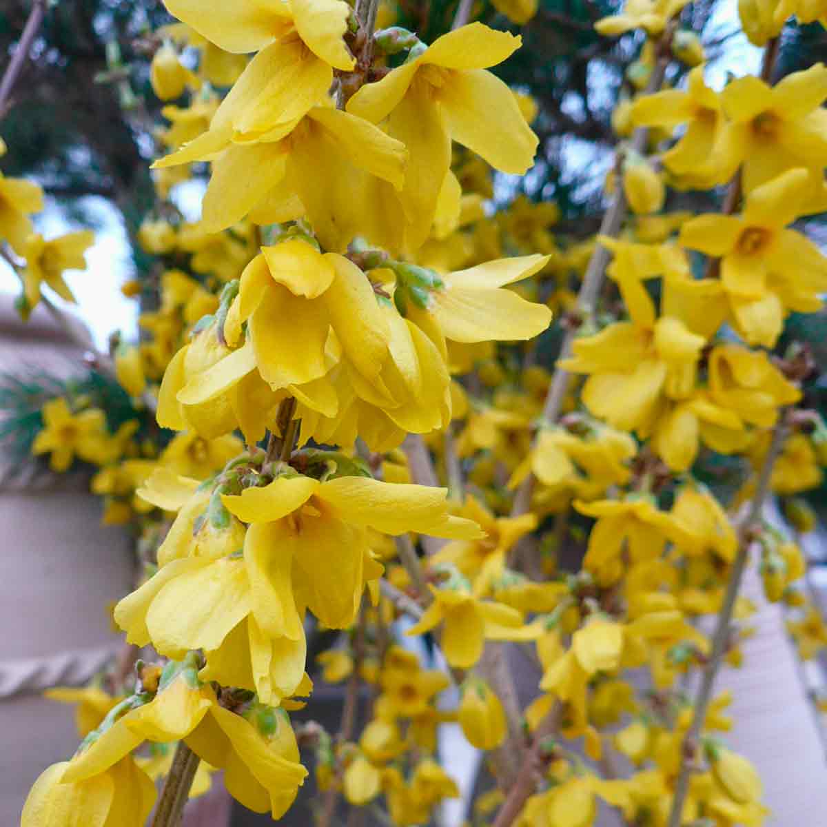 Forsythia 'Goldrausch' 50-60 cm C 6.5