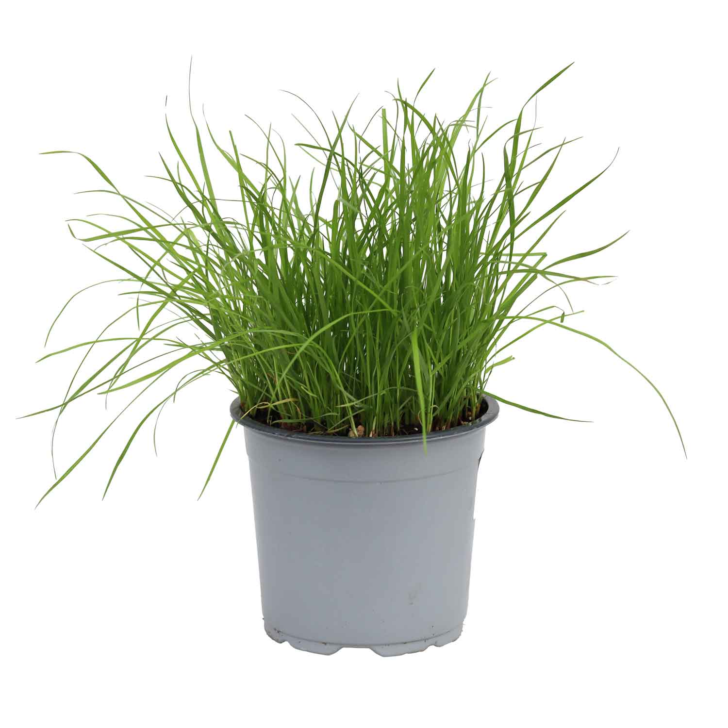 Kattmynta - Cyperus Zumula - Bush D14