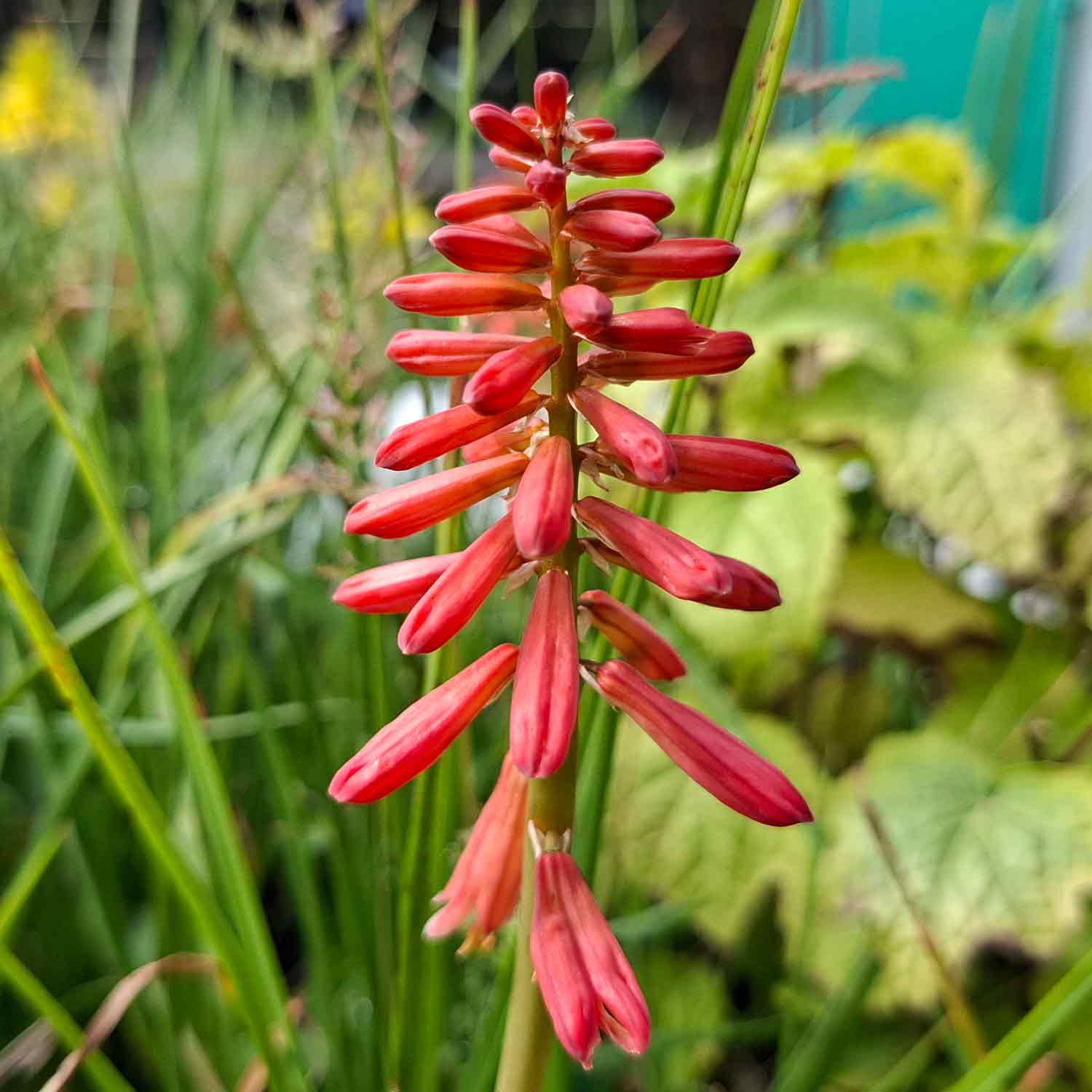Kniphofia hyb. 'Redhot Popsicle'(R) 1L