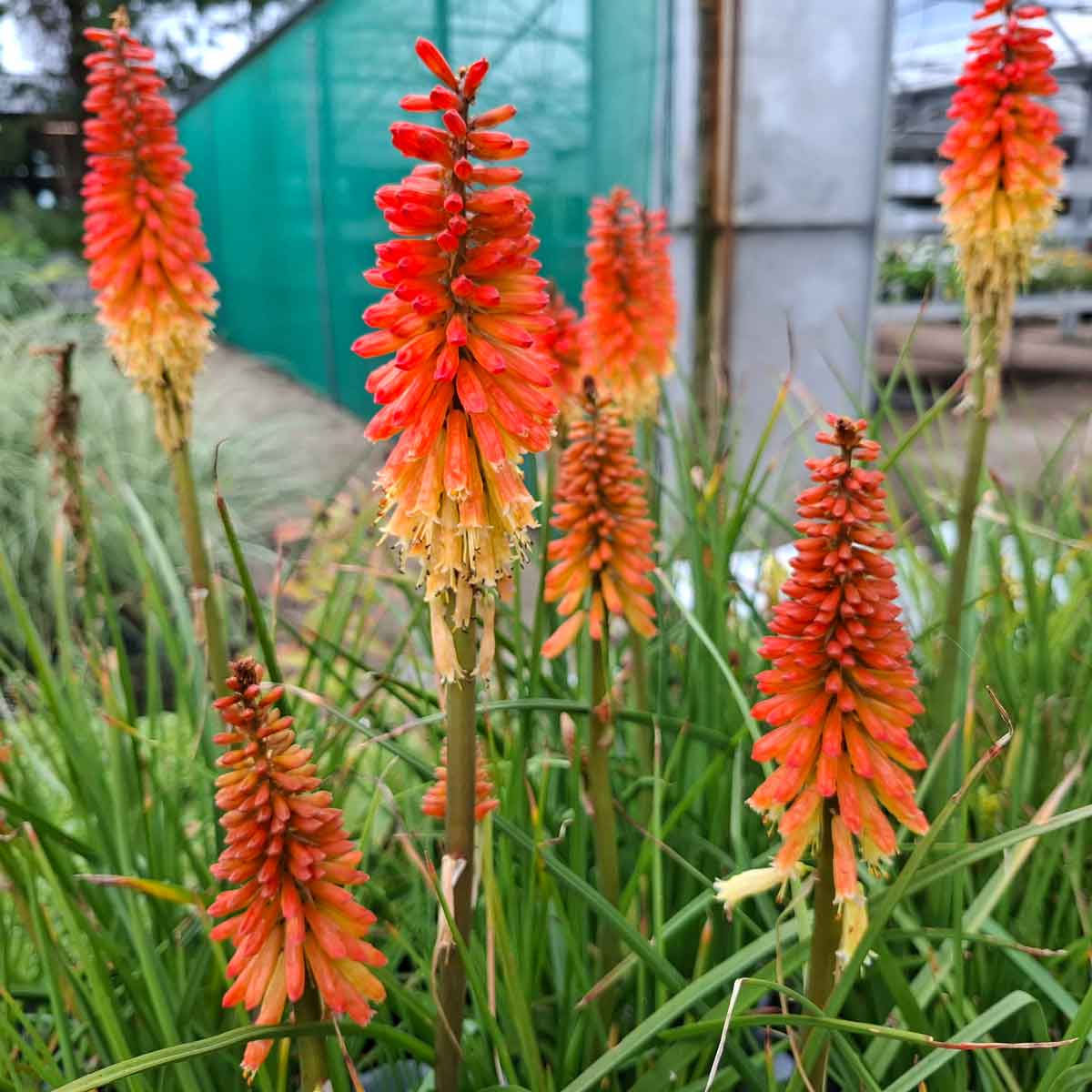 Kniphofia 'Backdraft'®