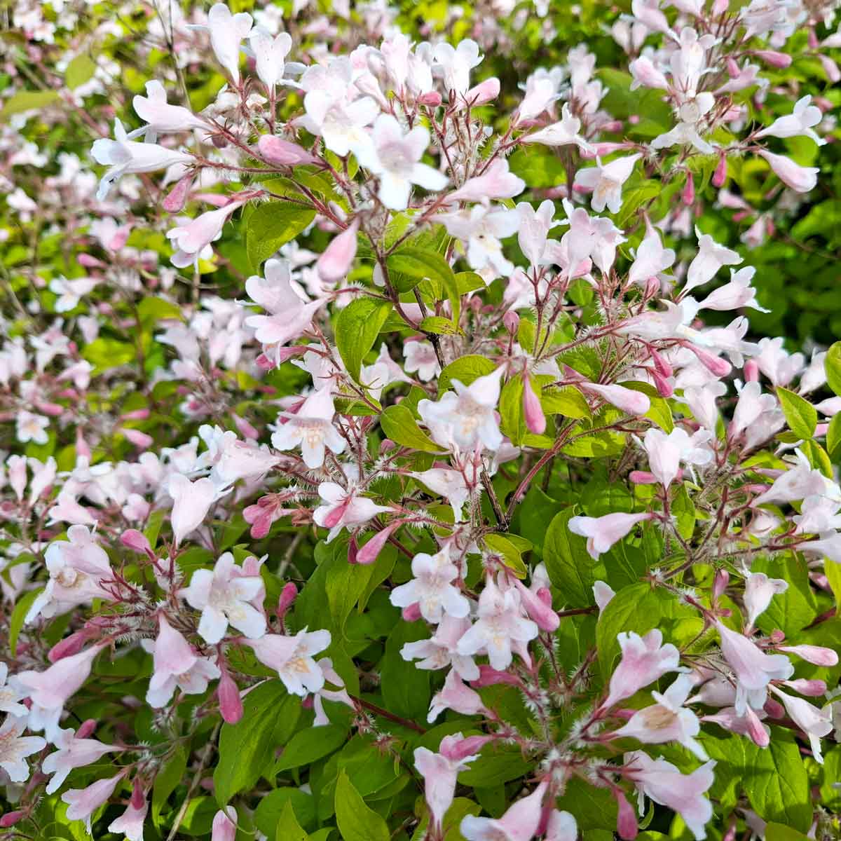 Queen Bush - Kolkwitzia amabilis 'Pink Cloud' C3,5