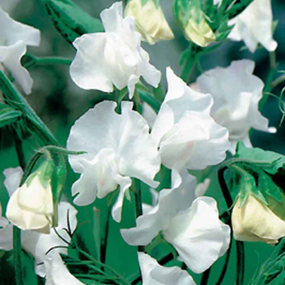 Lathyrus latifolius 'White Pearl' P9