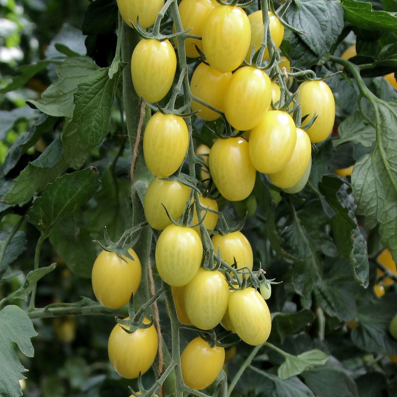 Tomato Crab Lemon Drop 11.5 cm pot