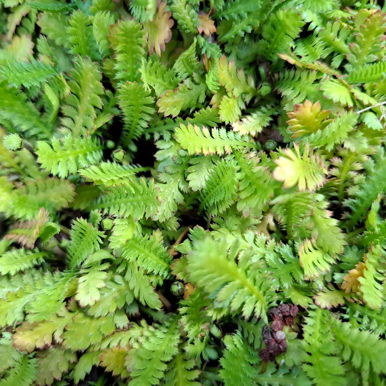 Leptinella dioica minima p 10