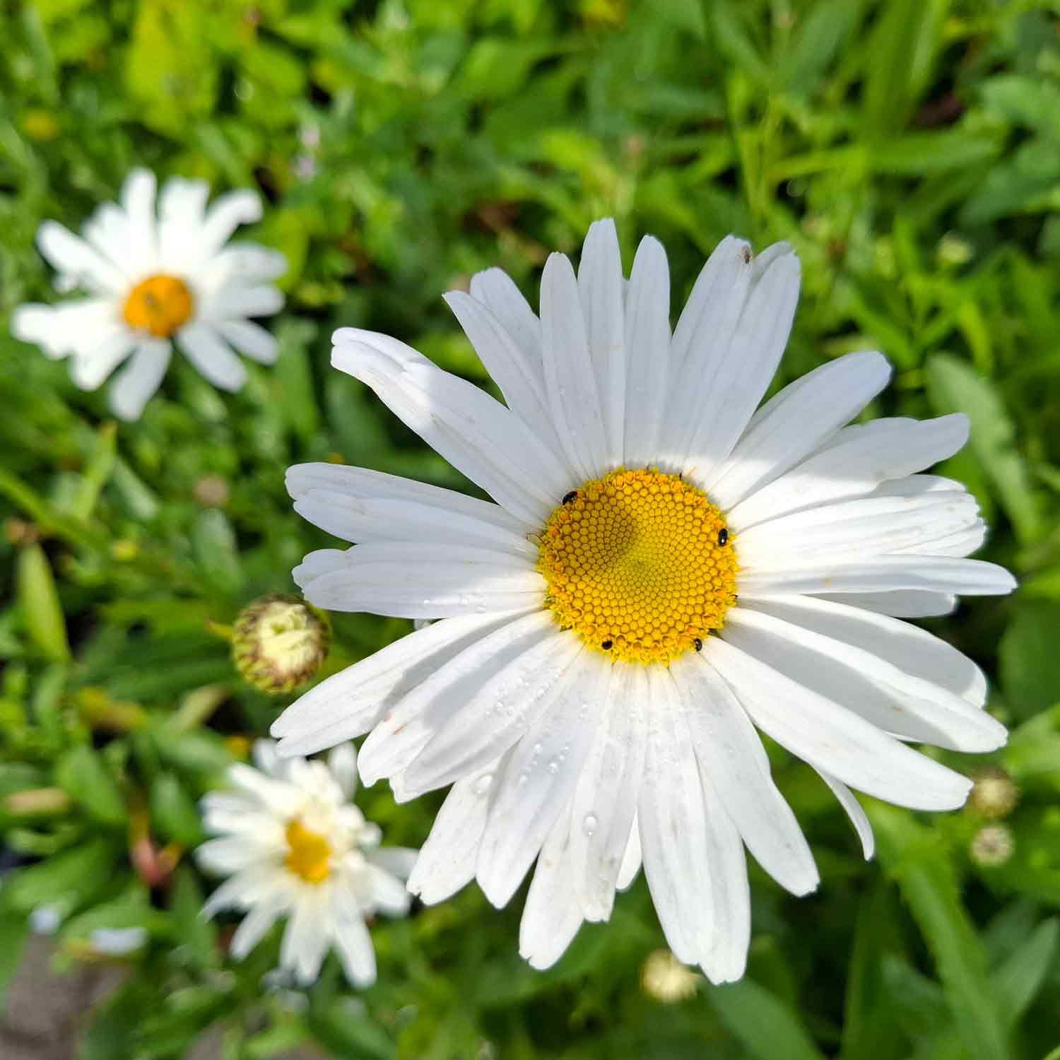Leucanthemum (S) 'Alaska' P9