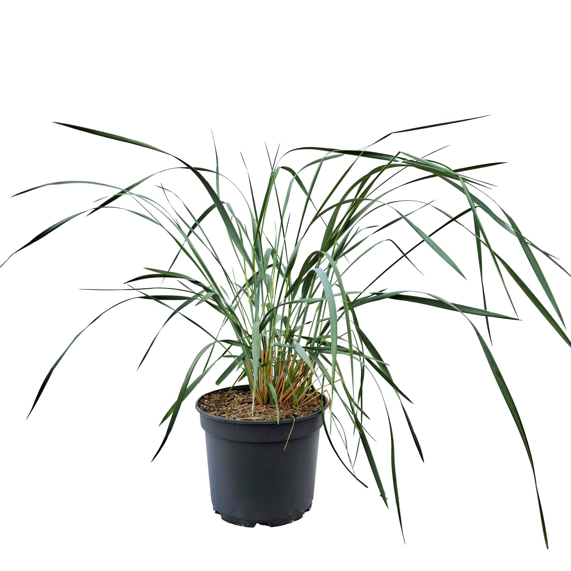 Leymus arenarius 'Blue Dune' C5