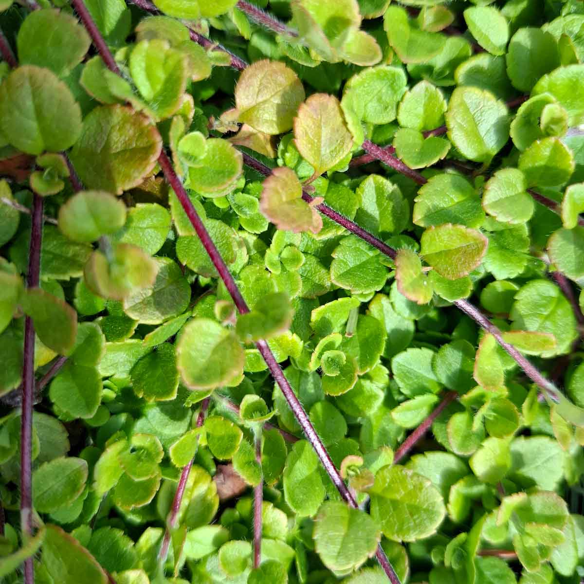 Linnaea borealis 10 cm