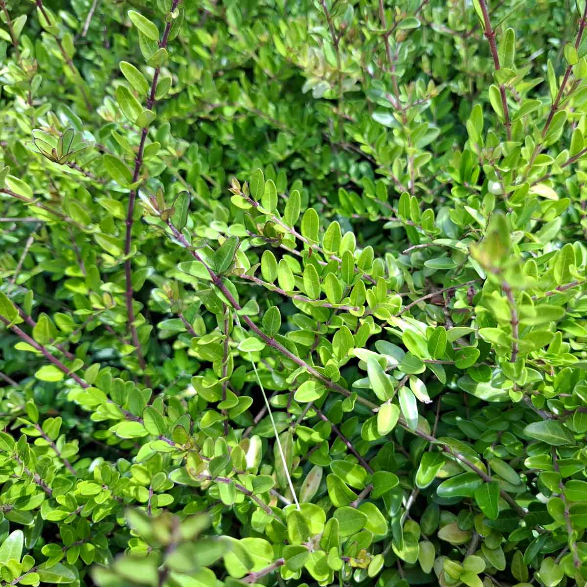 Lonicera nitida Elegant 10 cm. pot.