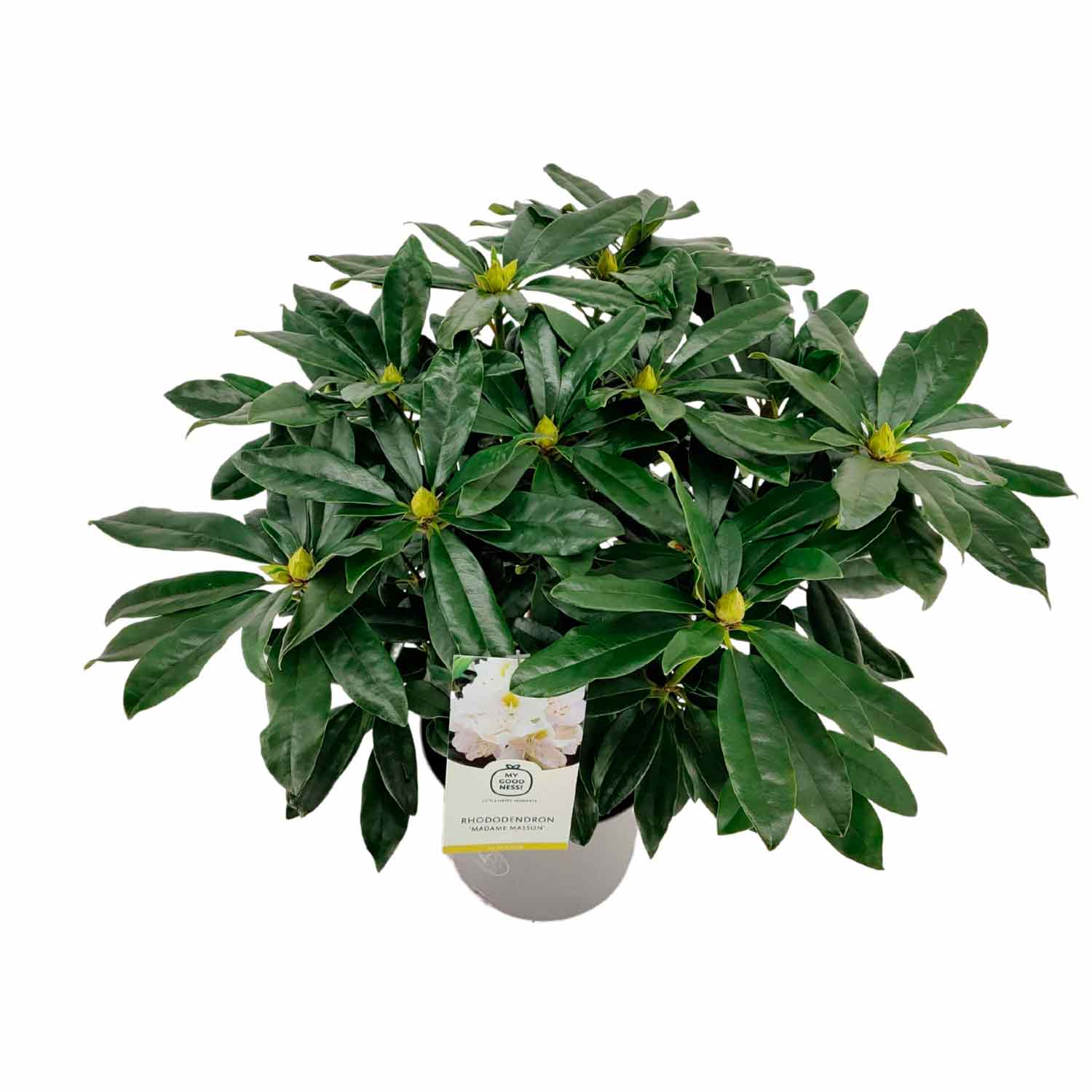 Rhododendron (Catawbiense) 'Madame Masson' 23cm