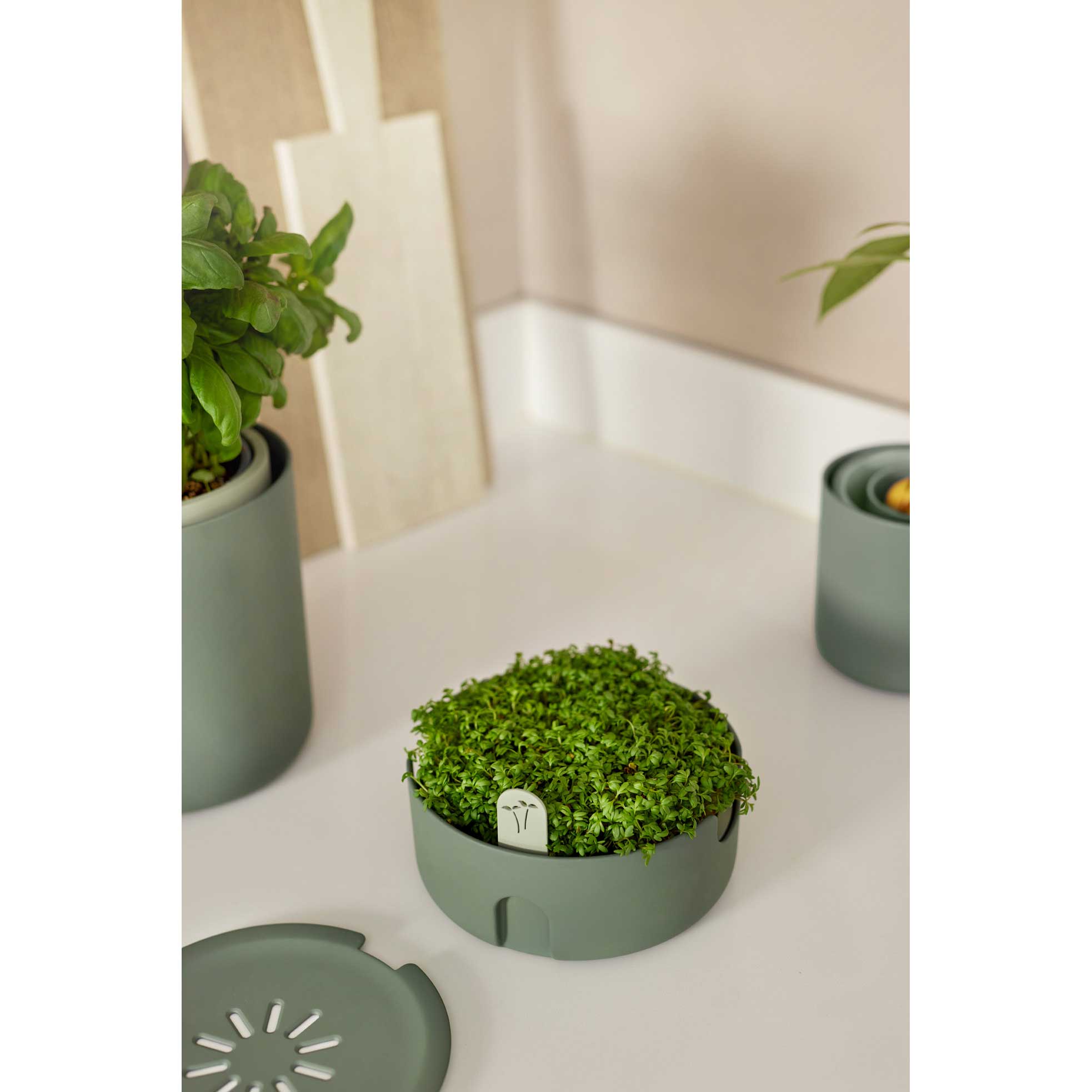 magic microgreen leaf green