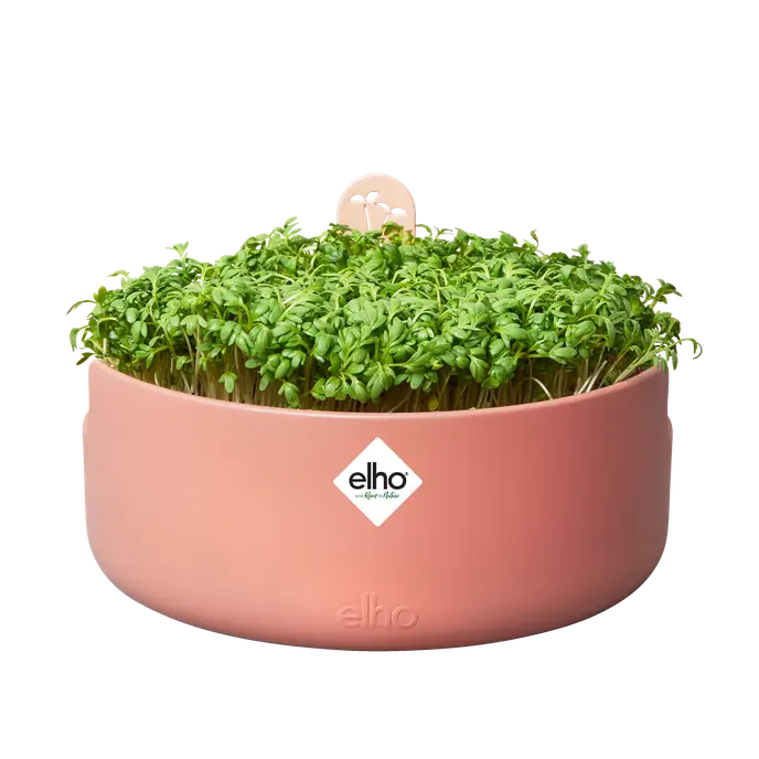 magic microgreens toff ee terra