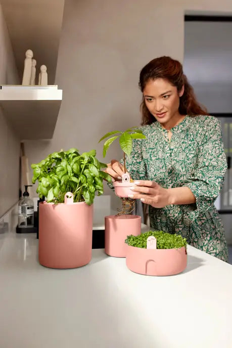 magic microgreens toff ee terra