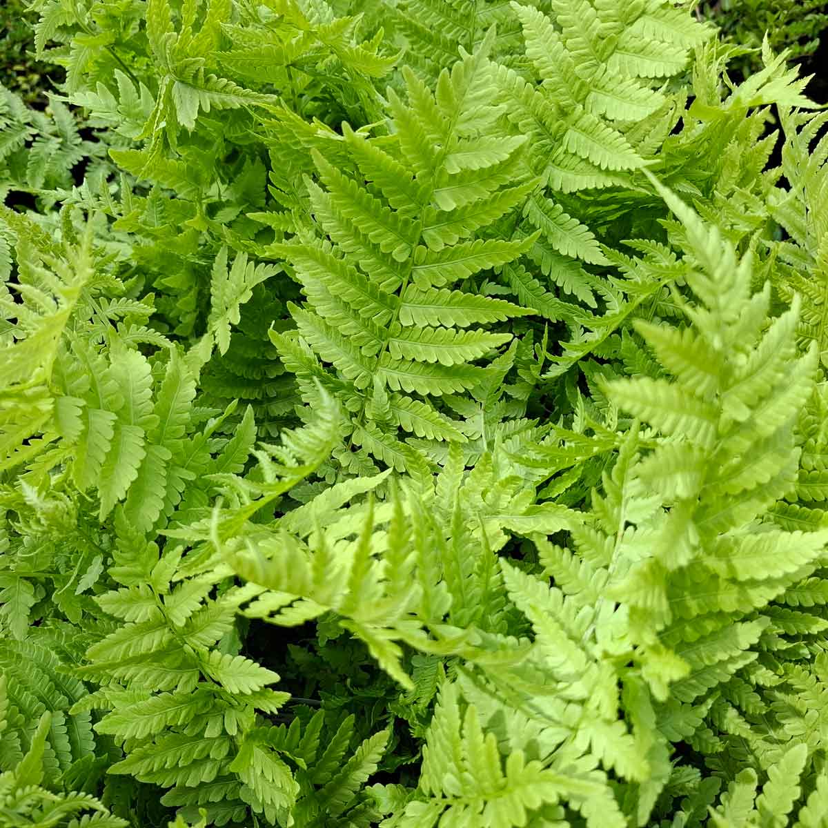 Matteuccia struthiopteris 1L