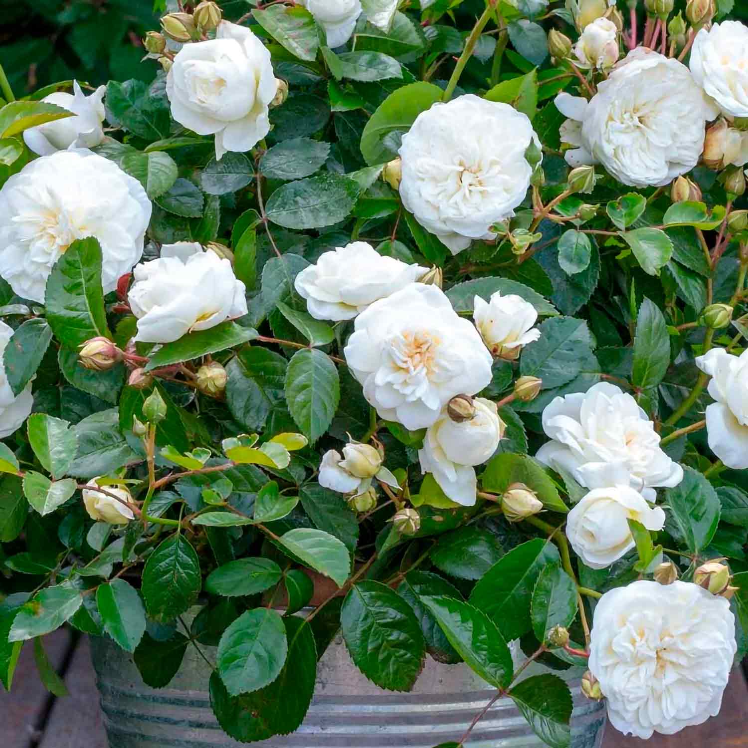 Bouquet rose 'Marina Picasso' - New 2021