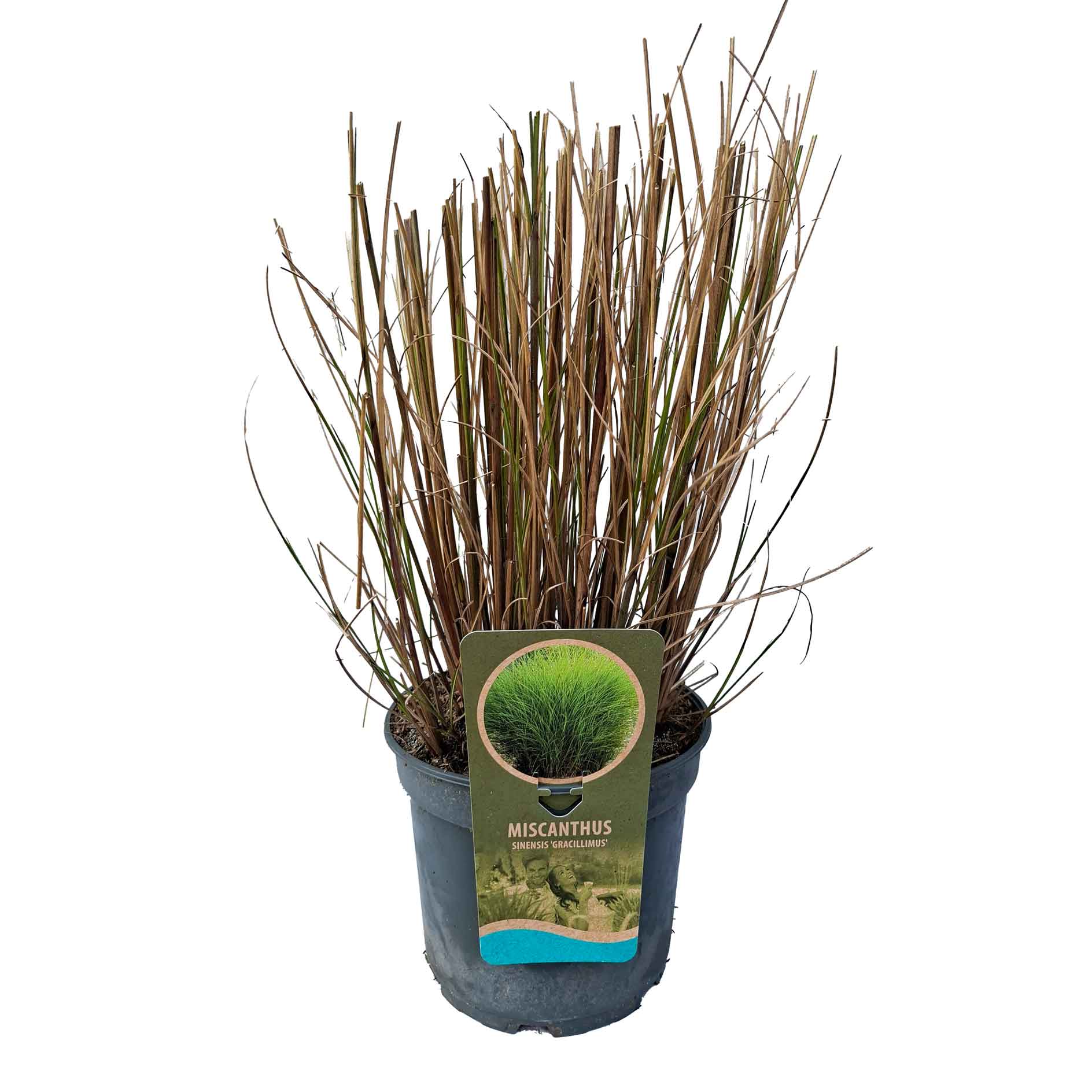 Miscanthus synd. 'Gracillimus' C5
